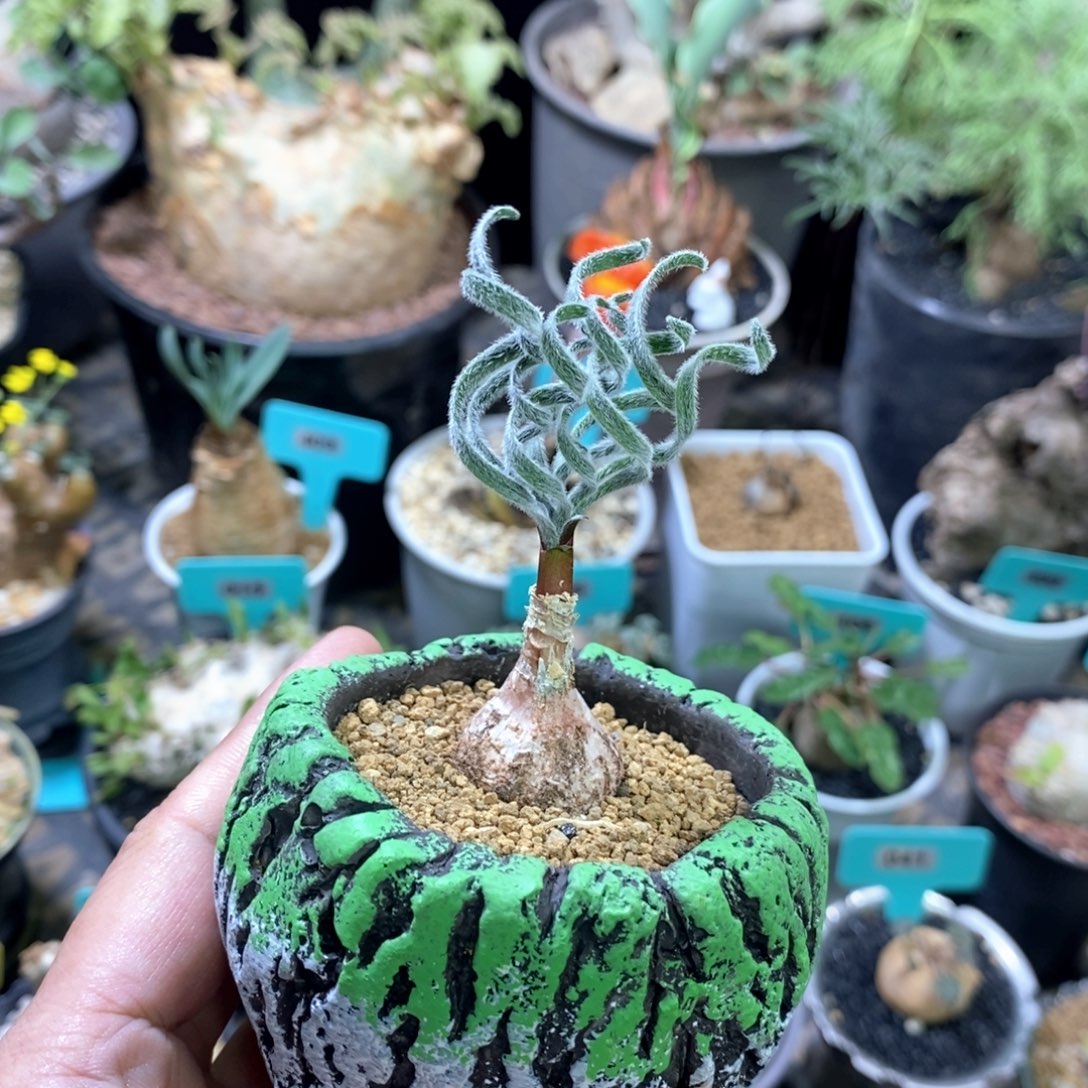 Gl弹簧草产地多肉植物