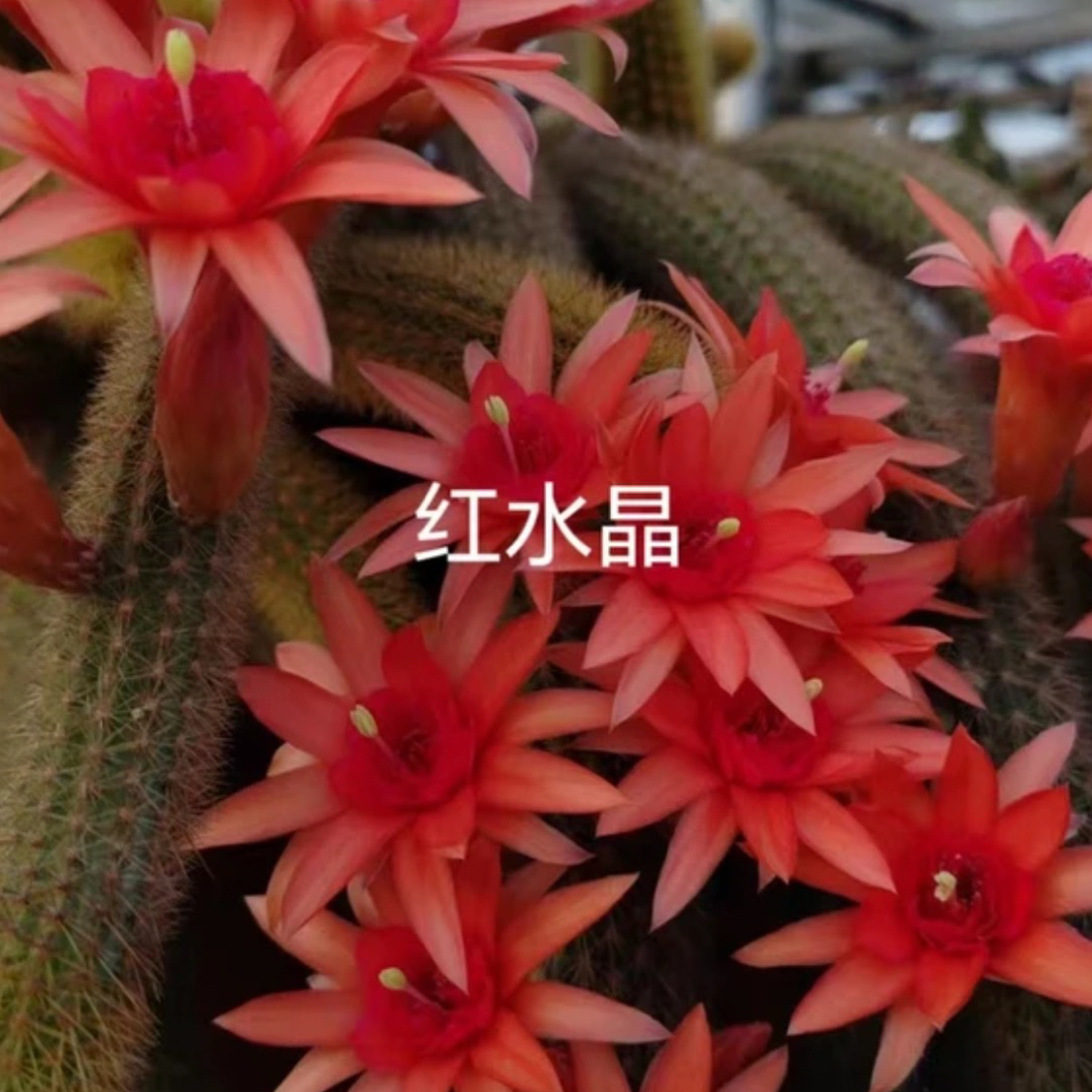 红水晶金妞群生仙人球开花多肉盆栽绿植室内耐热绿植原盆原土发货