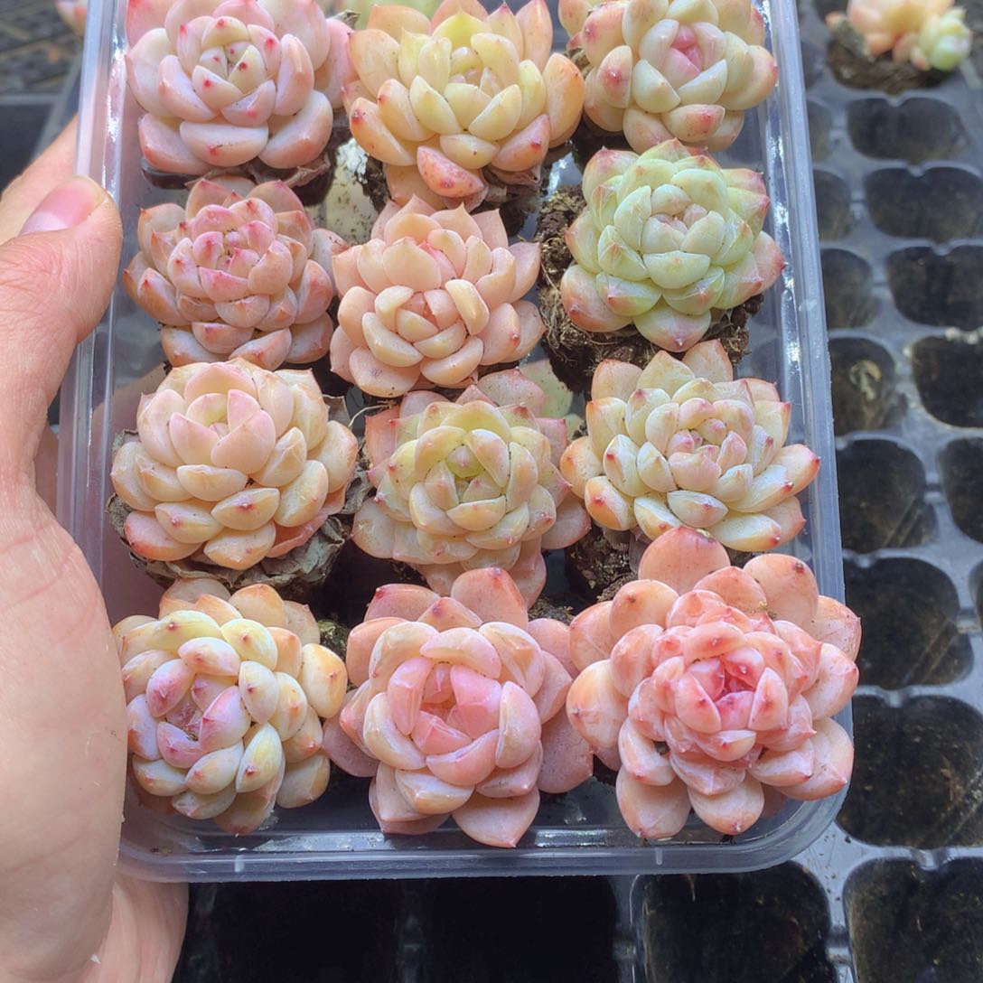 反反复复还是很开心041