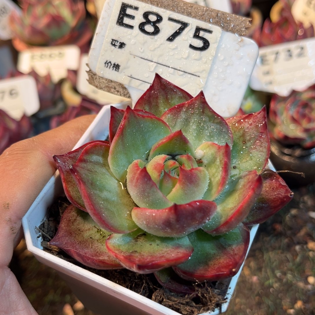 惊鸿一瞥875号多肉