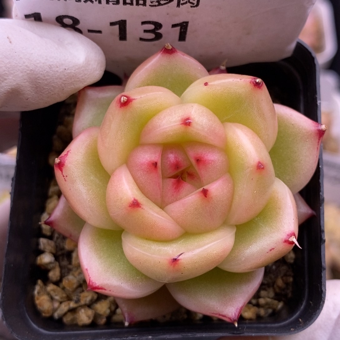 【闪购商品】18-131