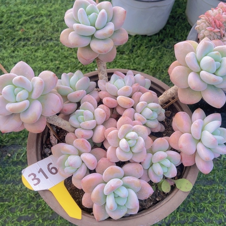 健健康康平平安安