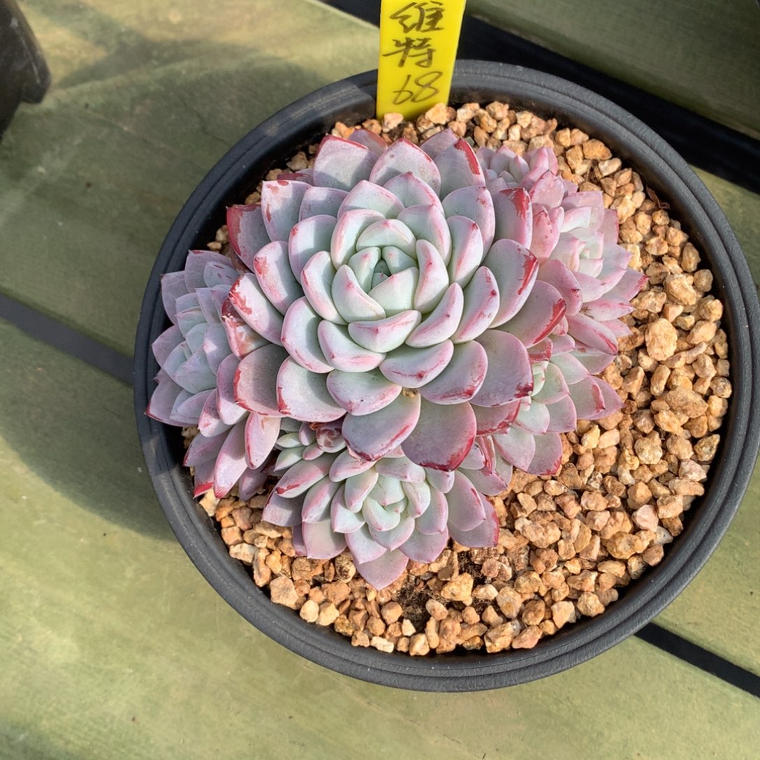 维特 多头 手捧 一颗   