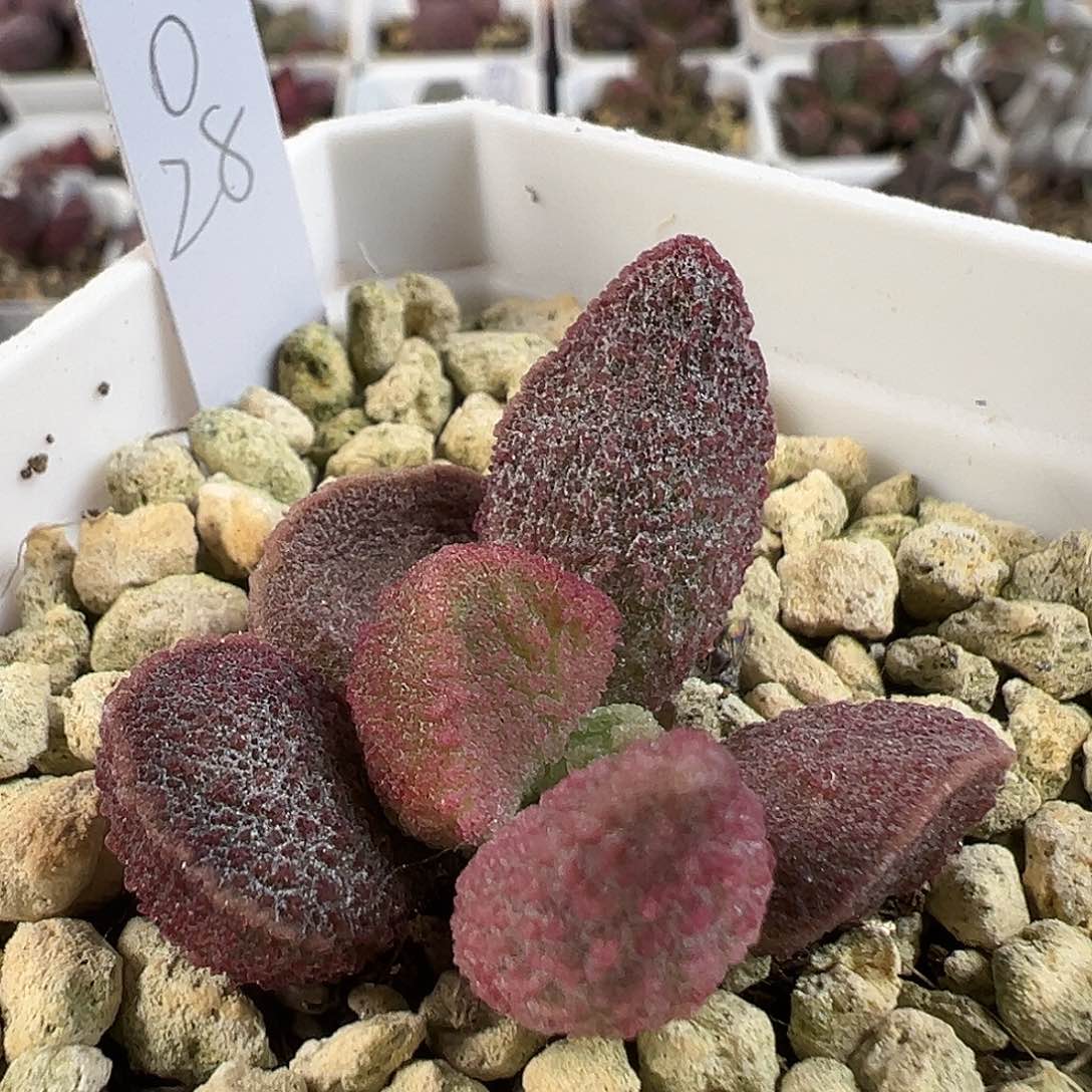 紫色颗粒款实生新品