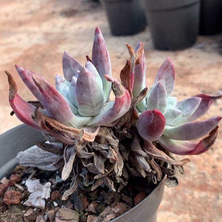 初霜，2月8日发货