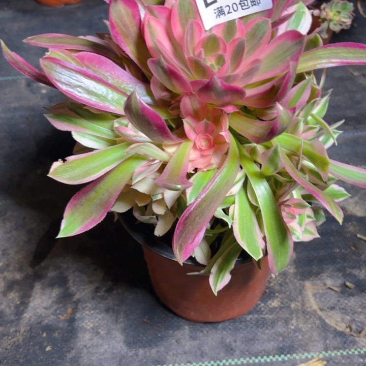 瑞妈一物一拍846