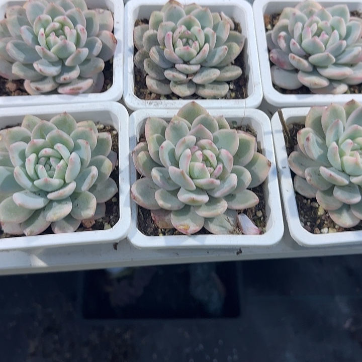 青蛙王子儿童牙膏11
