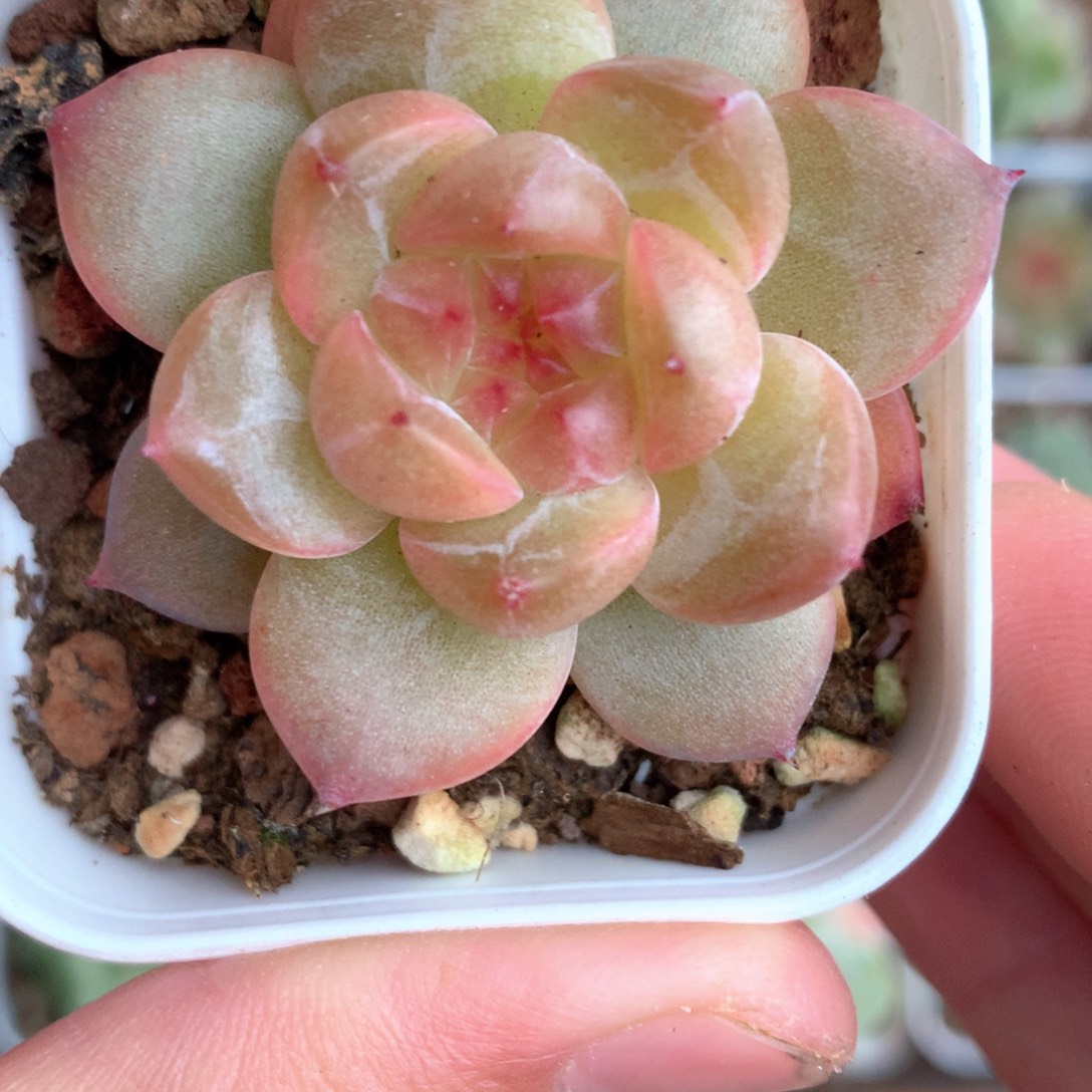 麦秆杂珍妮。       5号