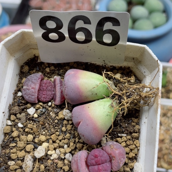 866阿克塞尔玫瑰带盆