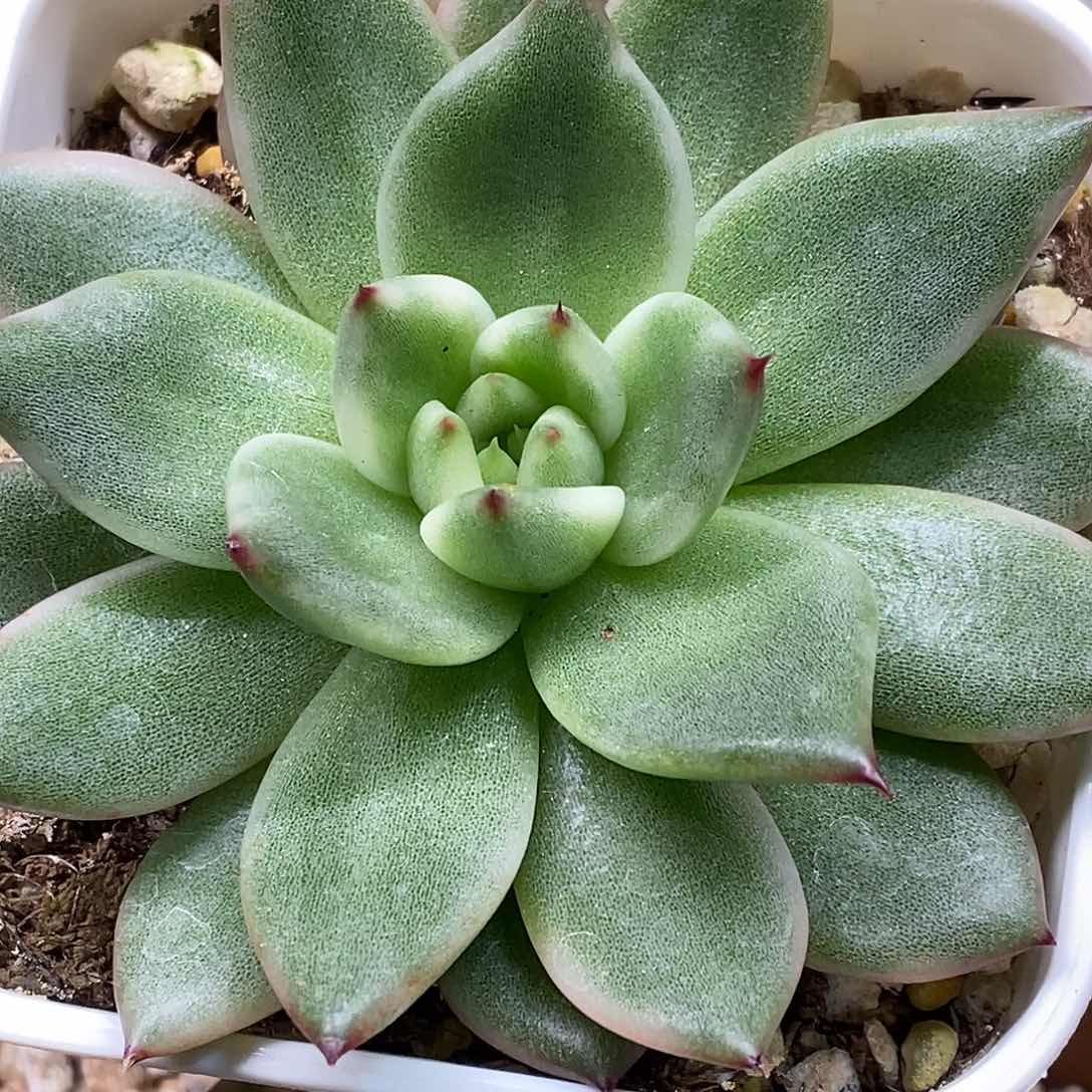 摩根锦一物一拍，