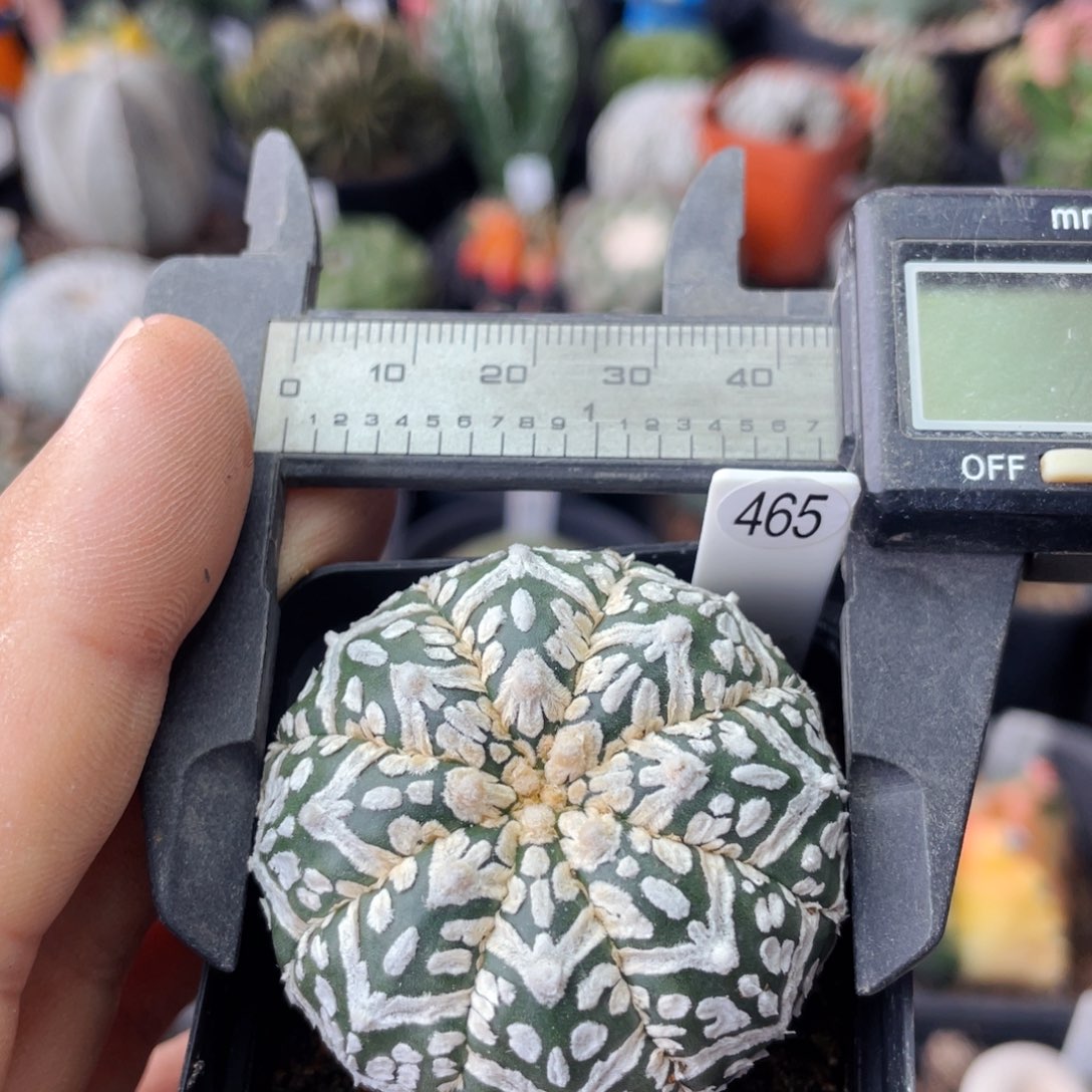 仙人球满28包邮盆口径5公分v兜