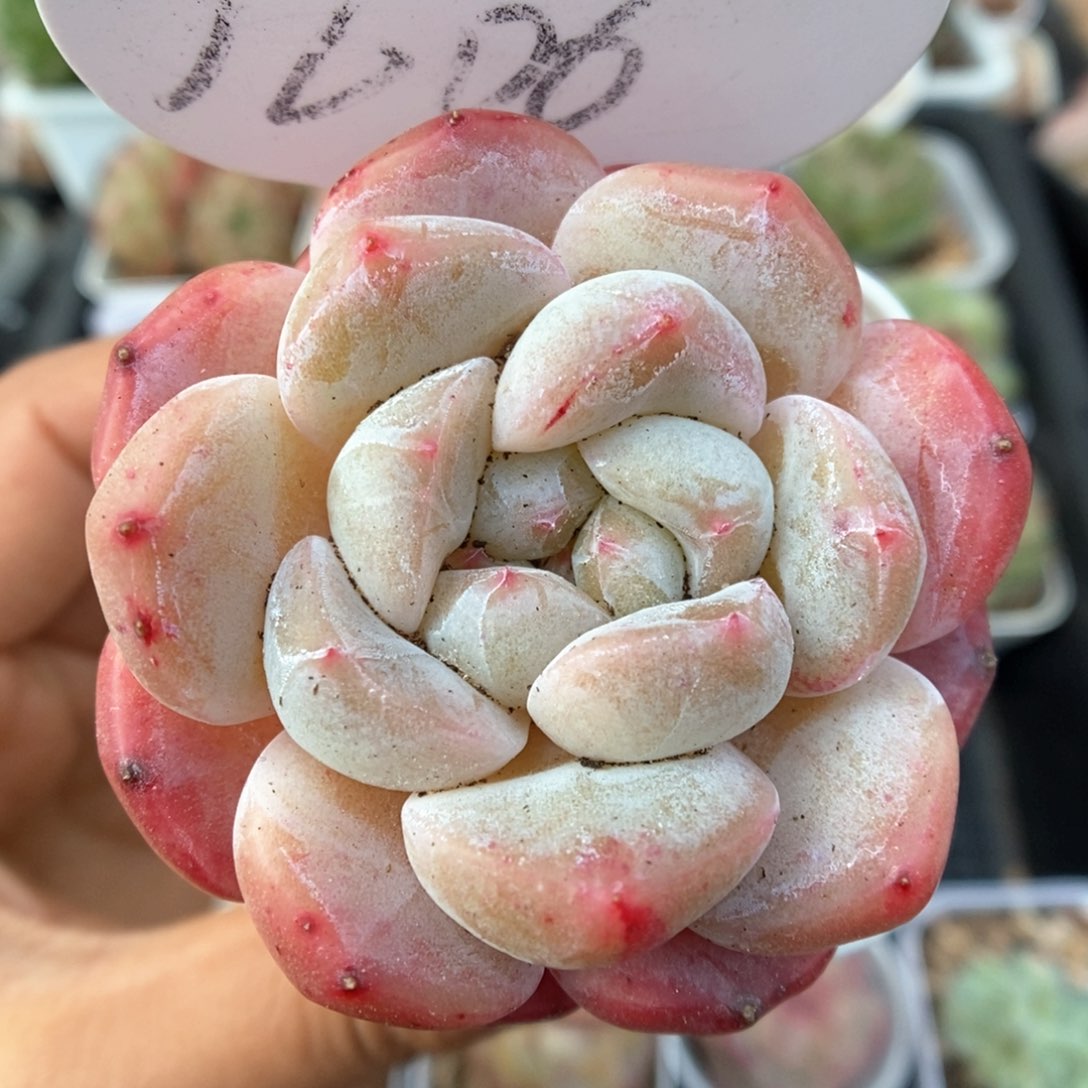 刚毅可拍9606号。