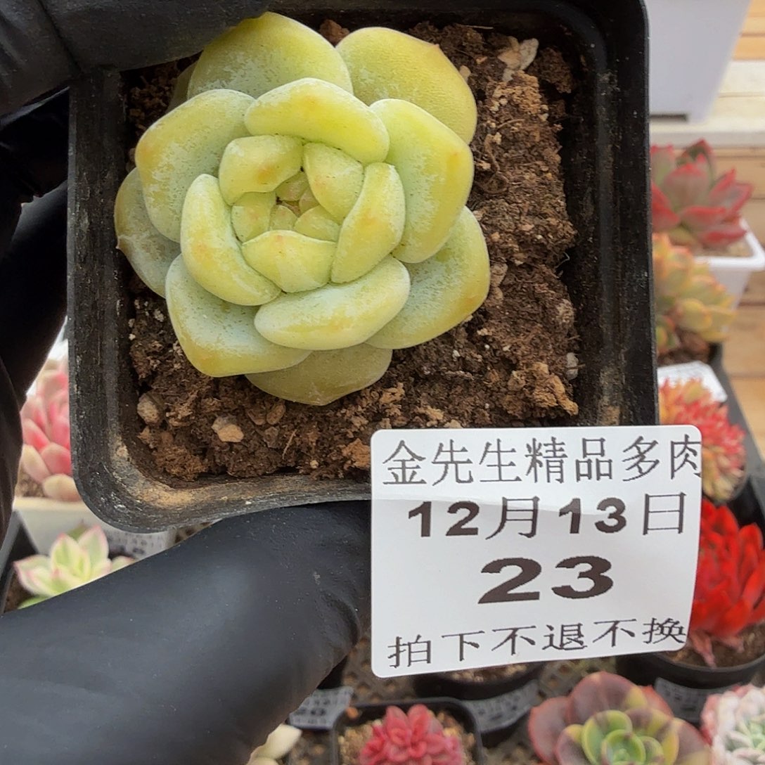 1213-22冰玉杂单头