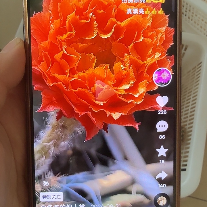 仙人球清库存歪g4