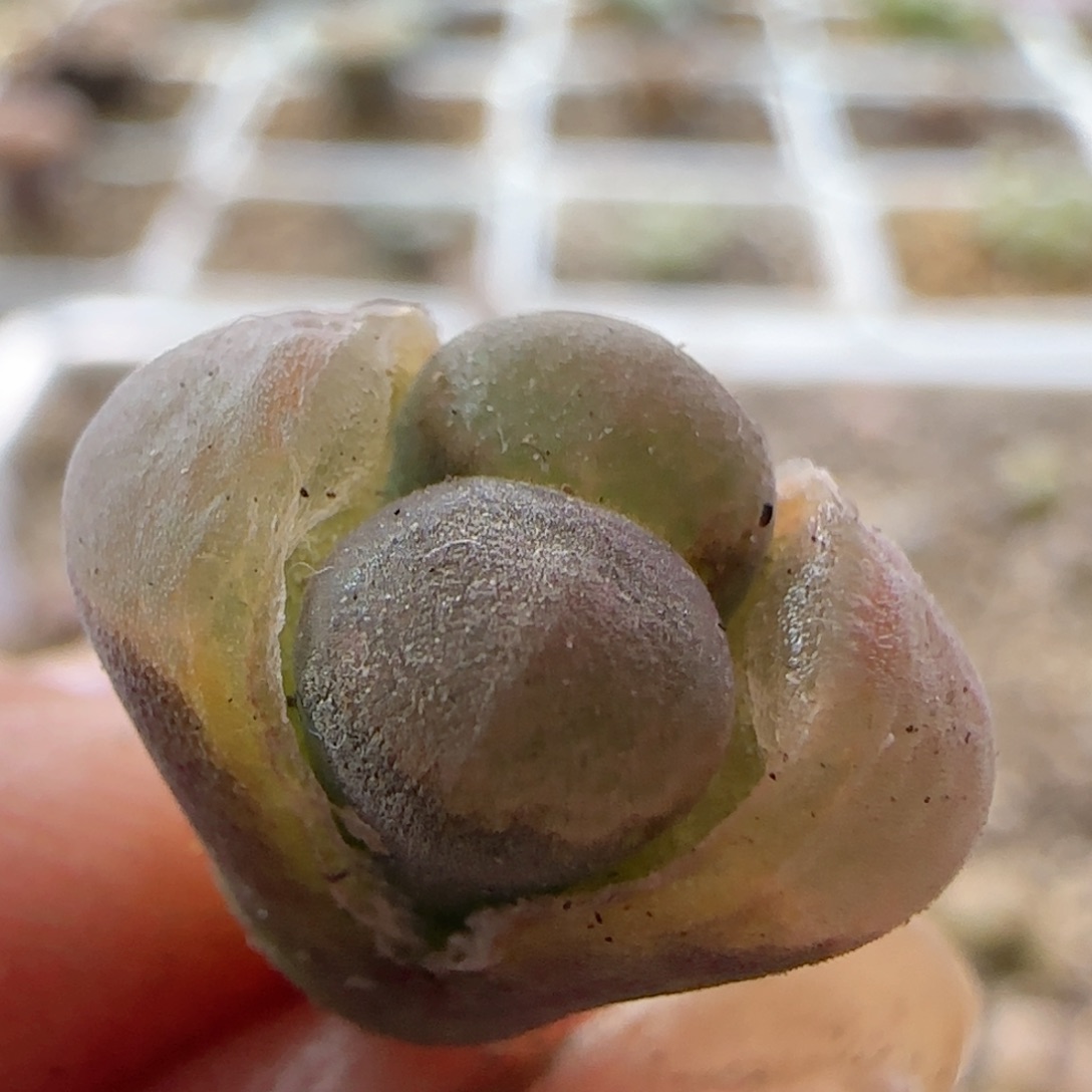 新年快乐 风铃玉优选。   c10