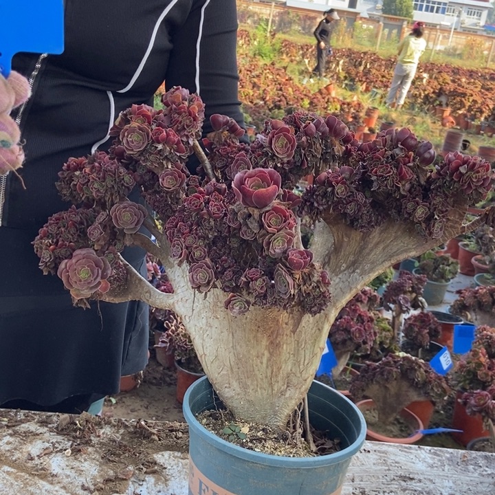 徐***包032欧紫缀化老桩老桩