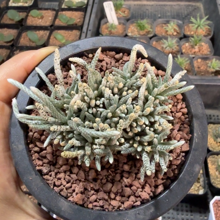 韧锦韧锦567仙人球