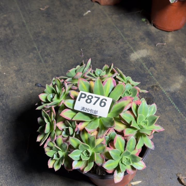 瑞妈，，，，。。876。星辰，