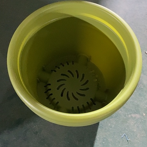 树脂四季3号果绿无托1 0个特价