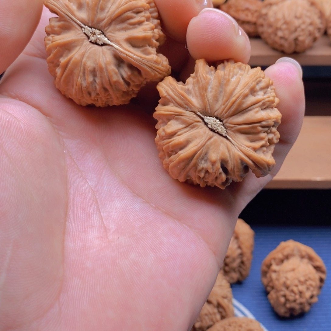 文玩核桃把件黑**子白狮子