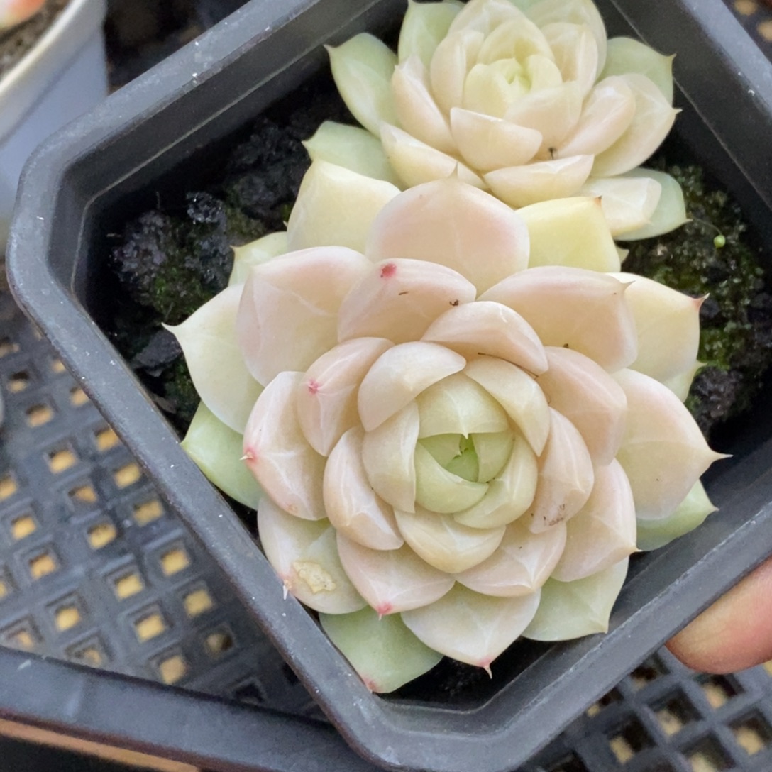 精品多肉一物一一拍不包整343