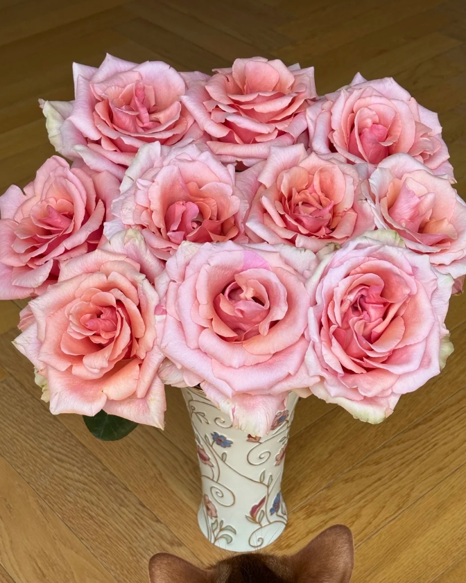 【新疆花之溪】娜美玫瑰