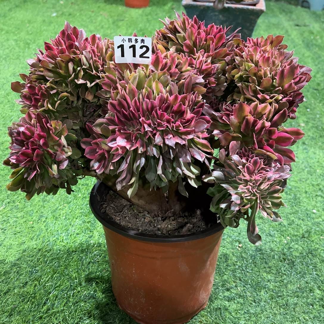 112香妃缀化法师一