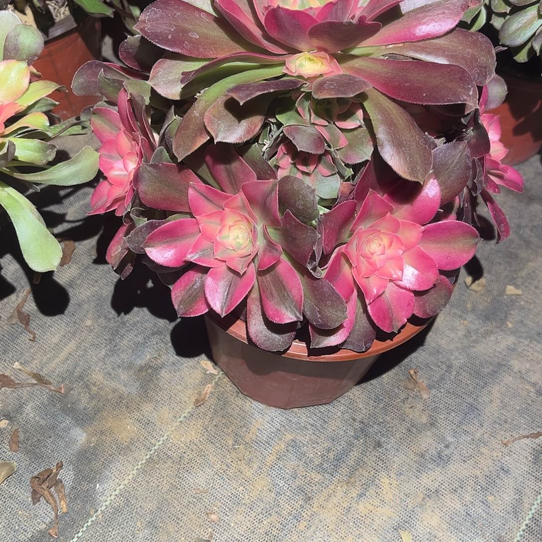 香妃多肉法师048号