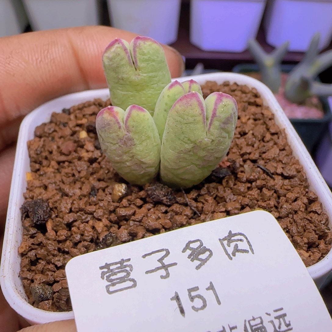 985。    脱土发货。