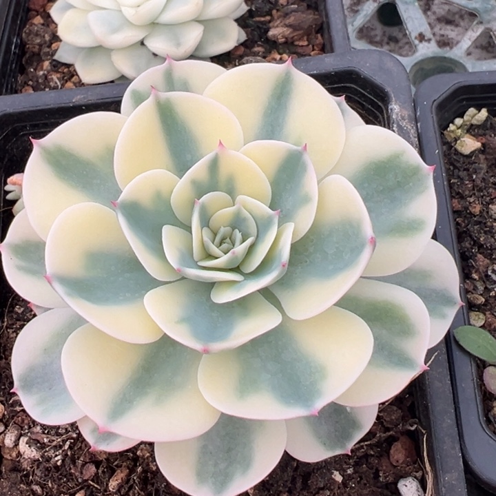 玉蝶锦老庄一物一拍锦龙