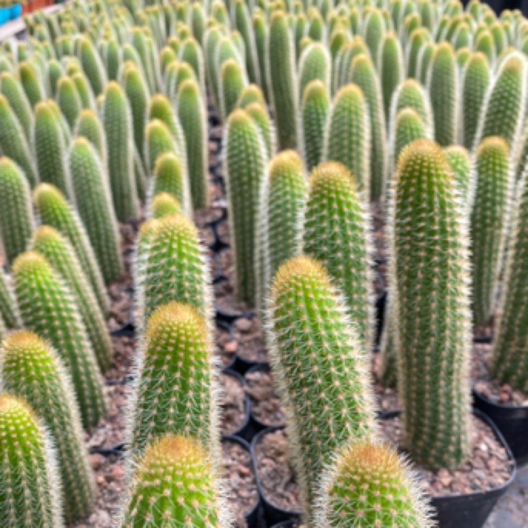 双色金妞 金妞仙人球 进口金妞 新品金妞