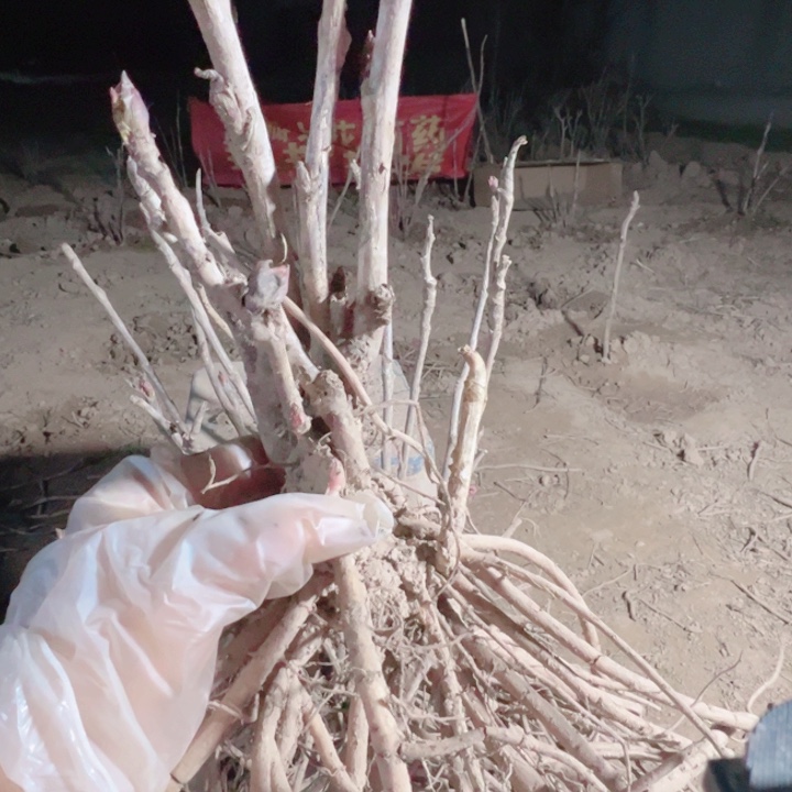 当前无花栽培后可以开花紫罗兰