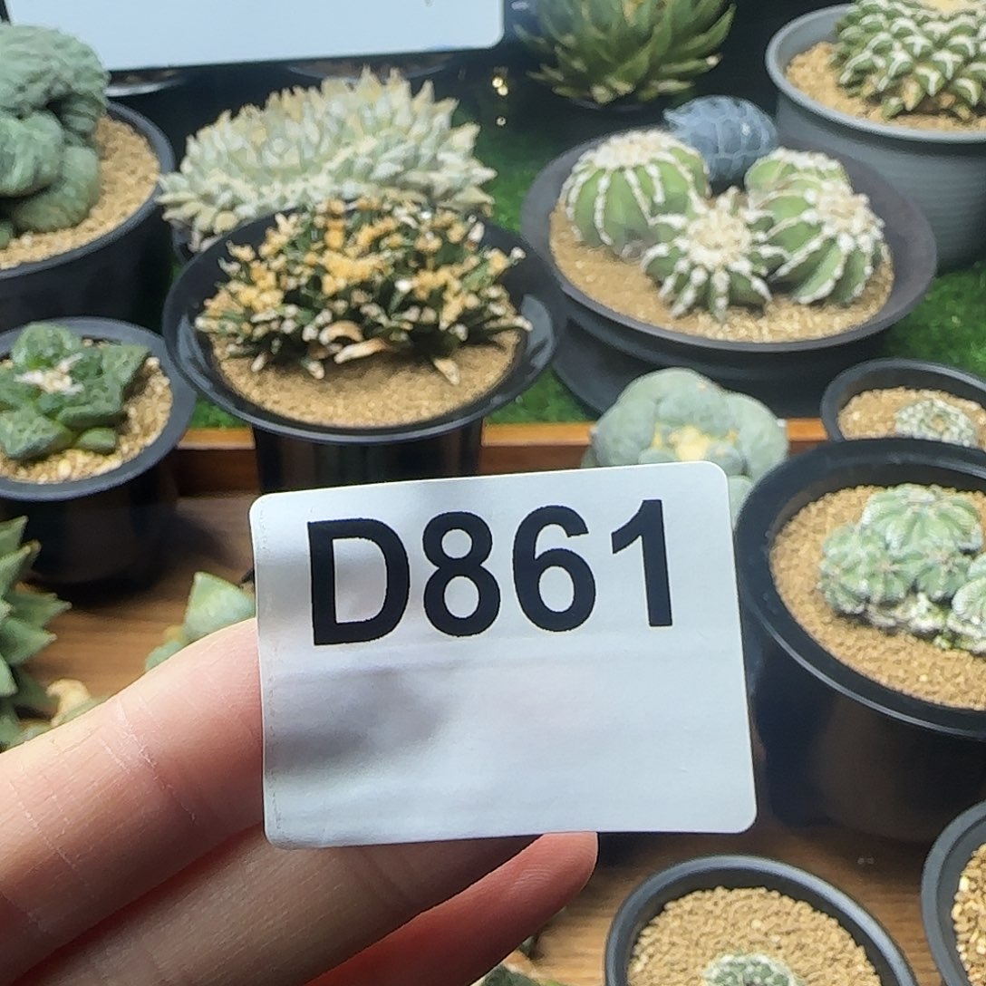 光琳推荐仙人球专拍