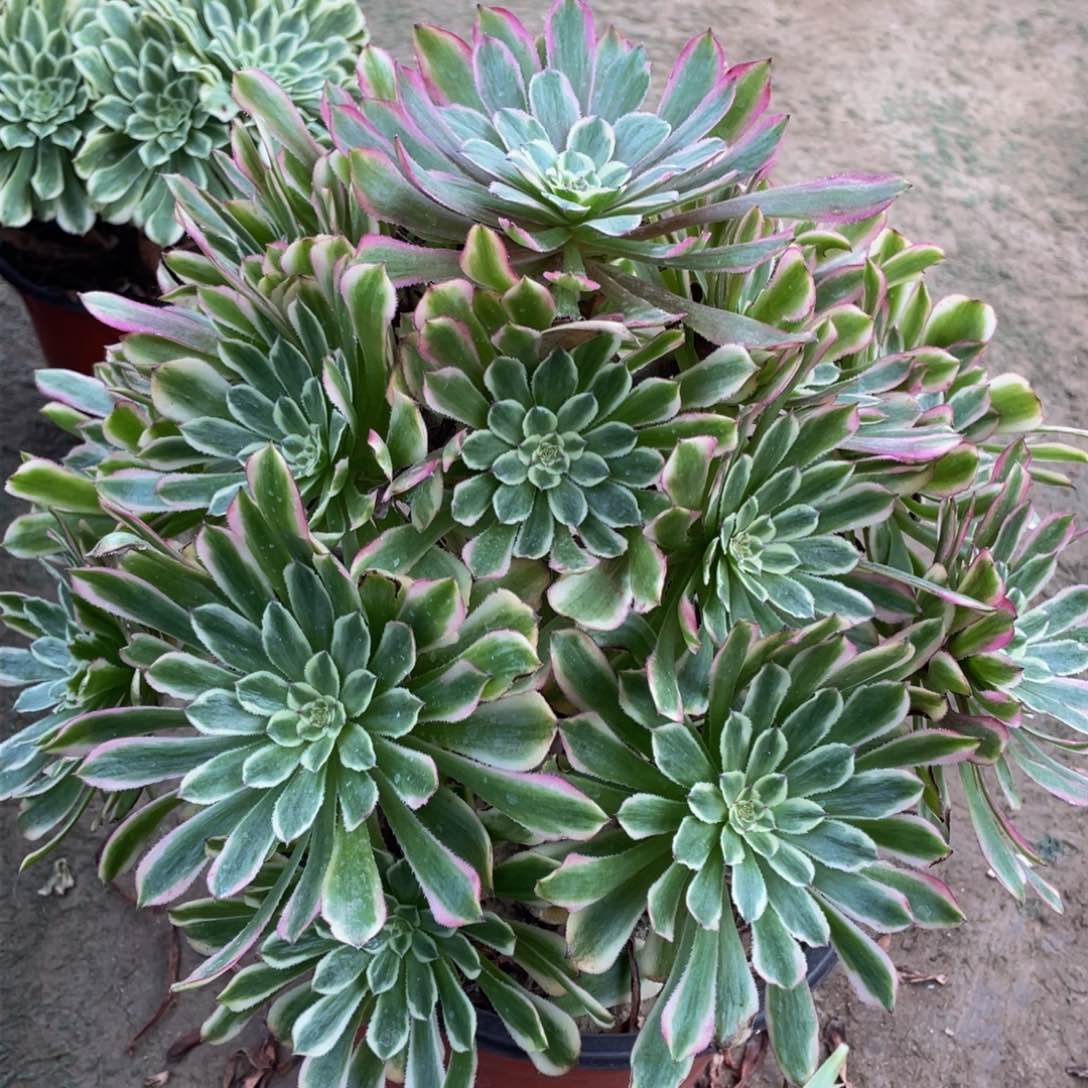 276糖果粉黛精品法师多肉