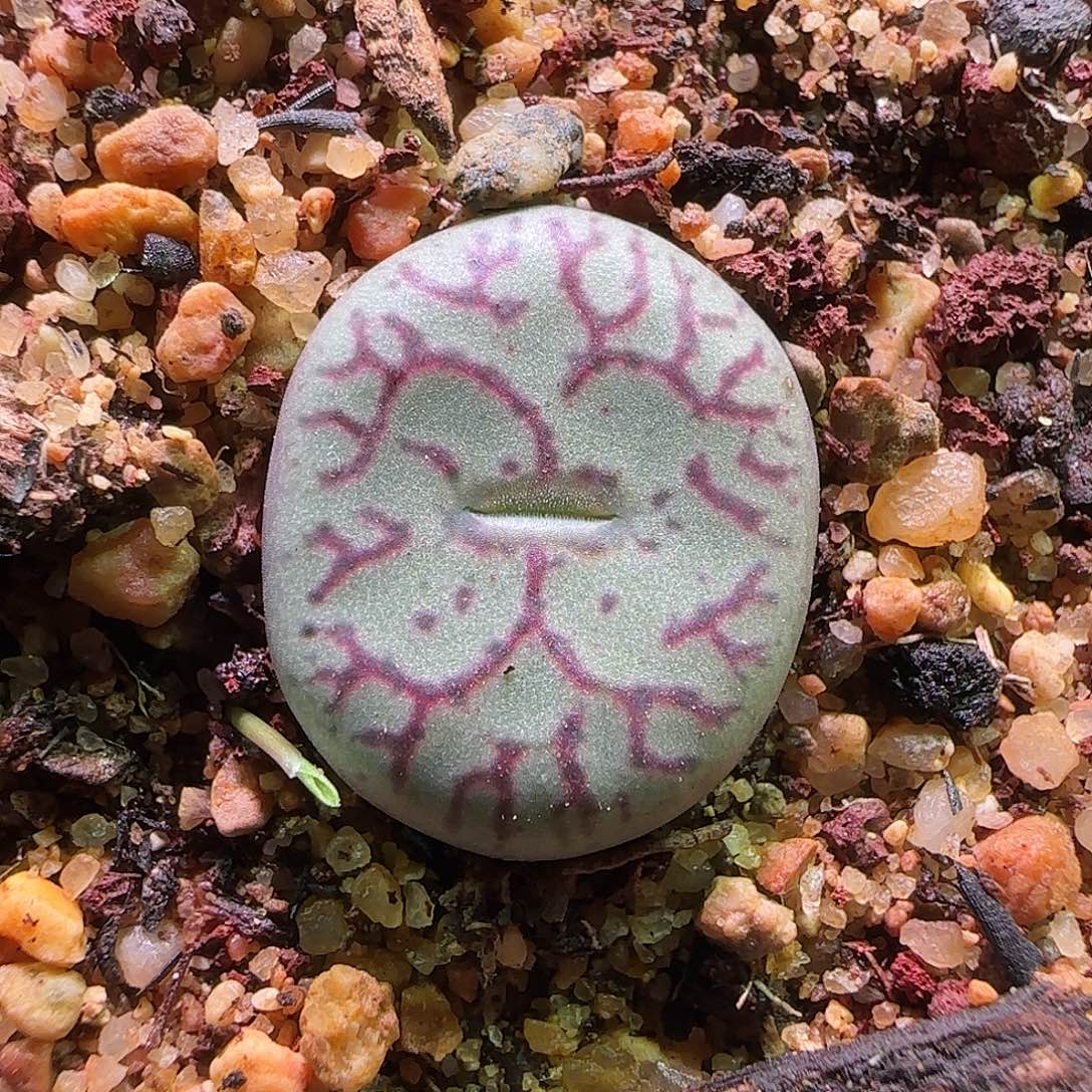 杂交。            550