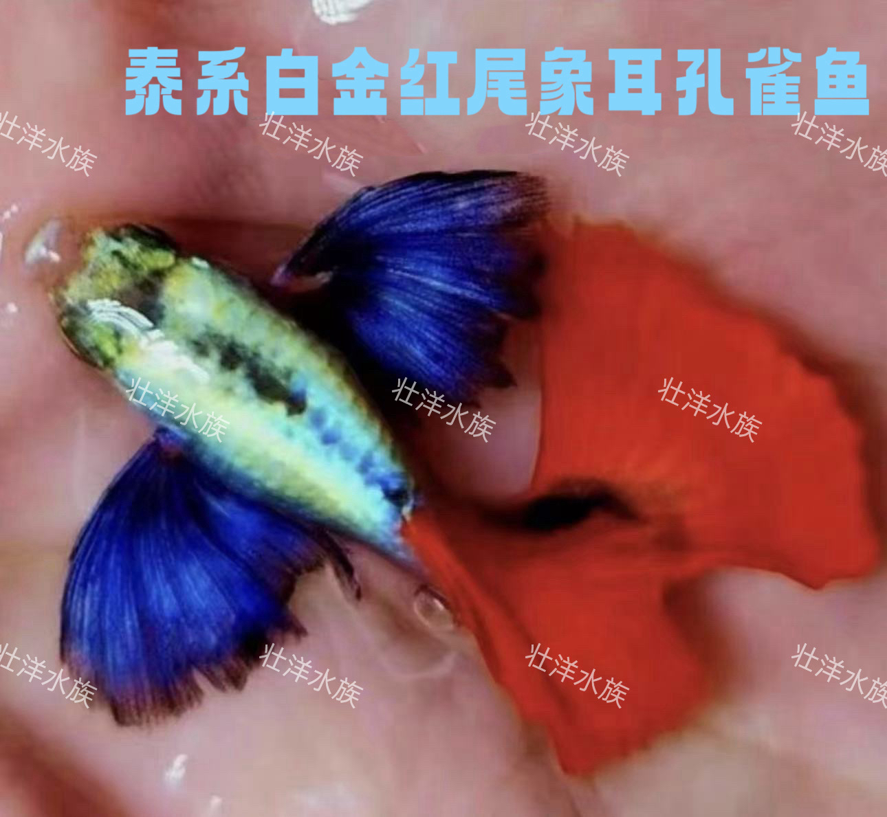 越南原线F1鎏金花蝴蝶白金象耳种鱼