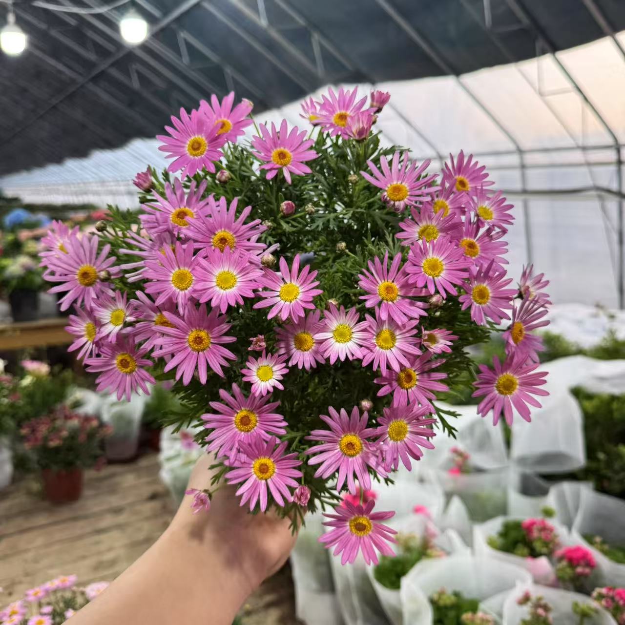 【一箱】(盆栽大礼包）四季开花庭院阳台易养护