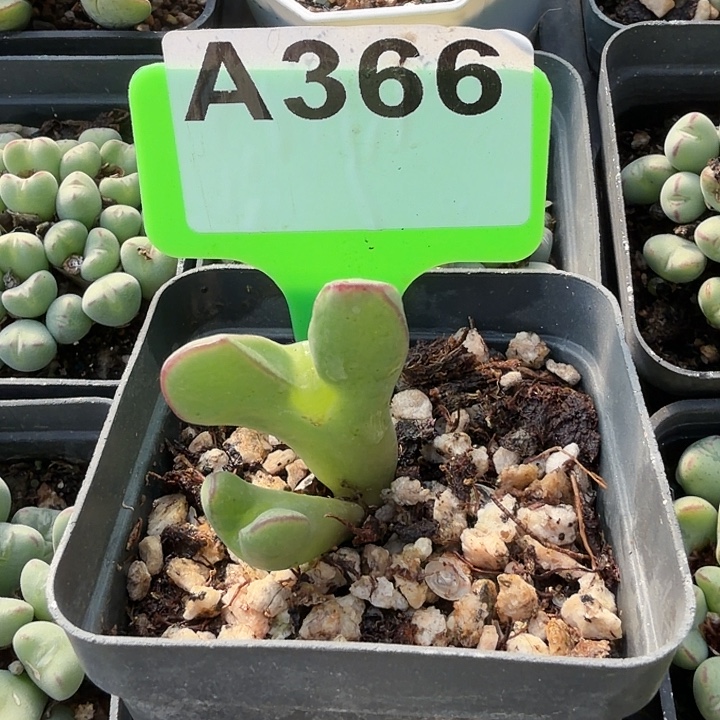 一****366jjjnnnnnnnjmkkkjnnbbb