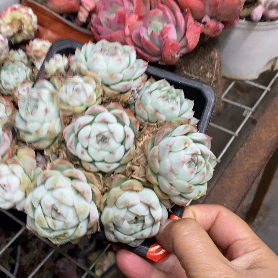 麦秆女王整桩带盆土，120杯