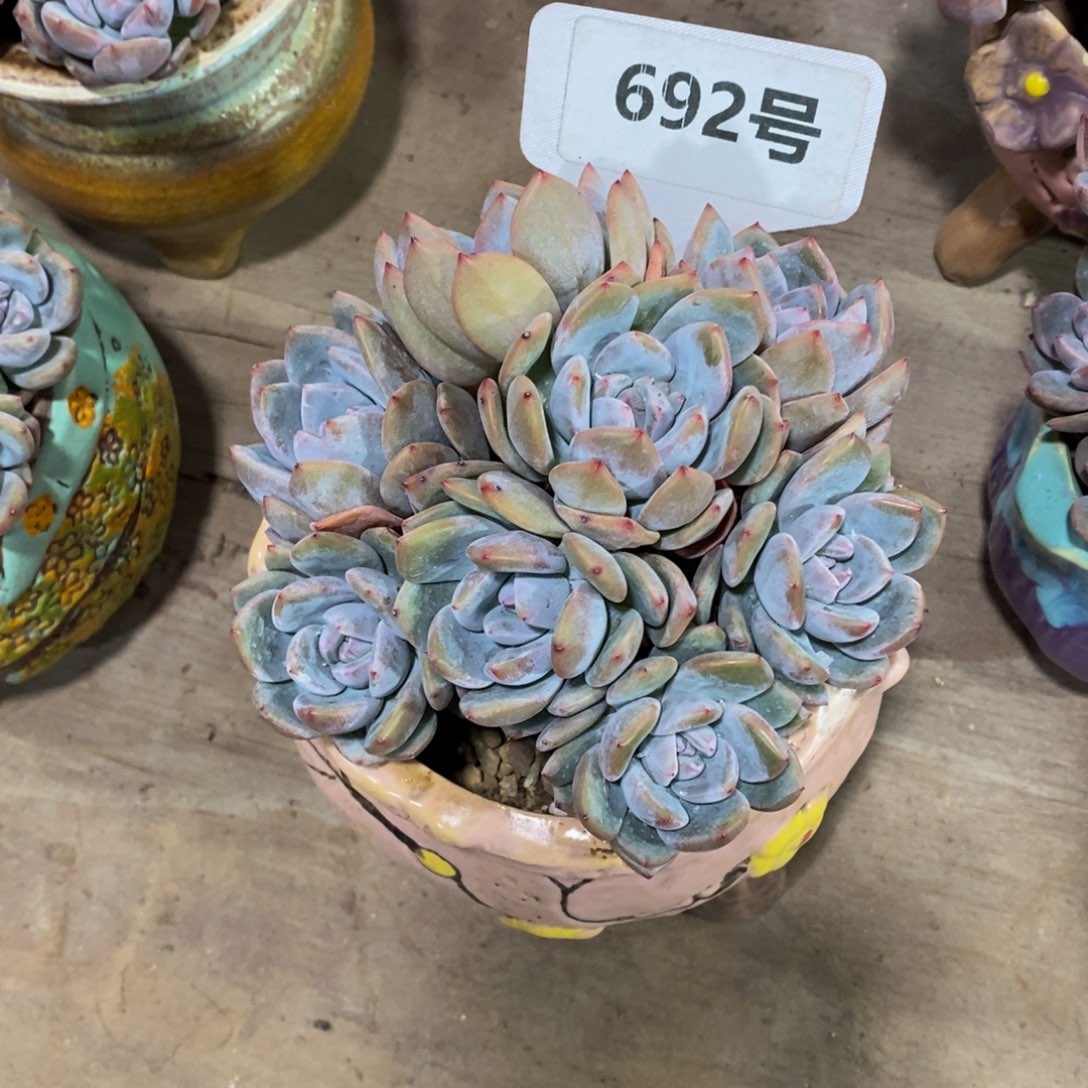 玲*7692号有砍 指定专拍