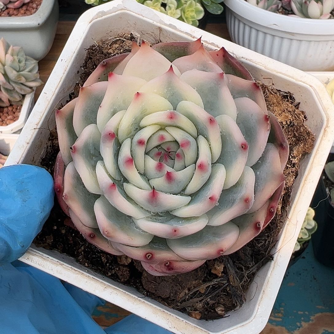 吉娃娃锦，多肉植物