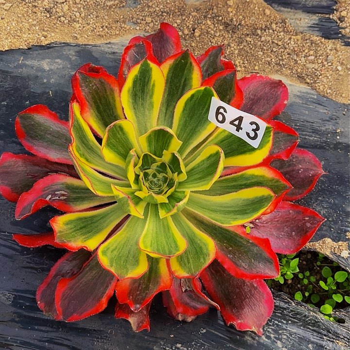 643魅影多肉植物处理不售后