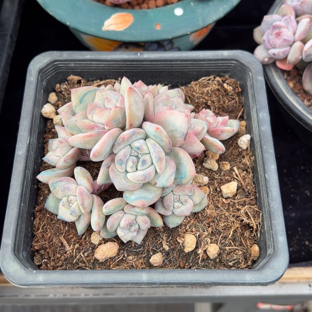 ?*?新年快乐新年快乐