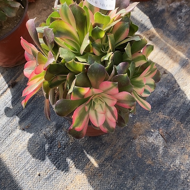 1271香妃多肉母本无售后