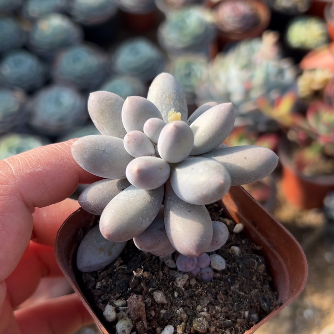 多肉植物多肉植物