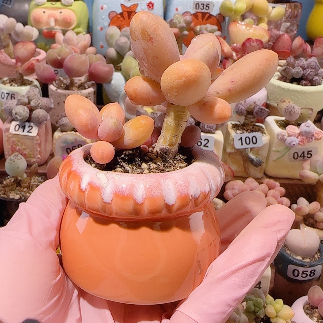 小***司T大叶芒果奶带盆土盆口5cm