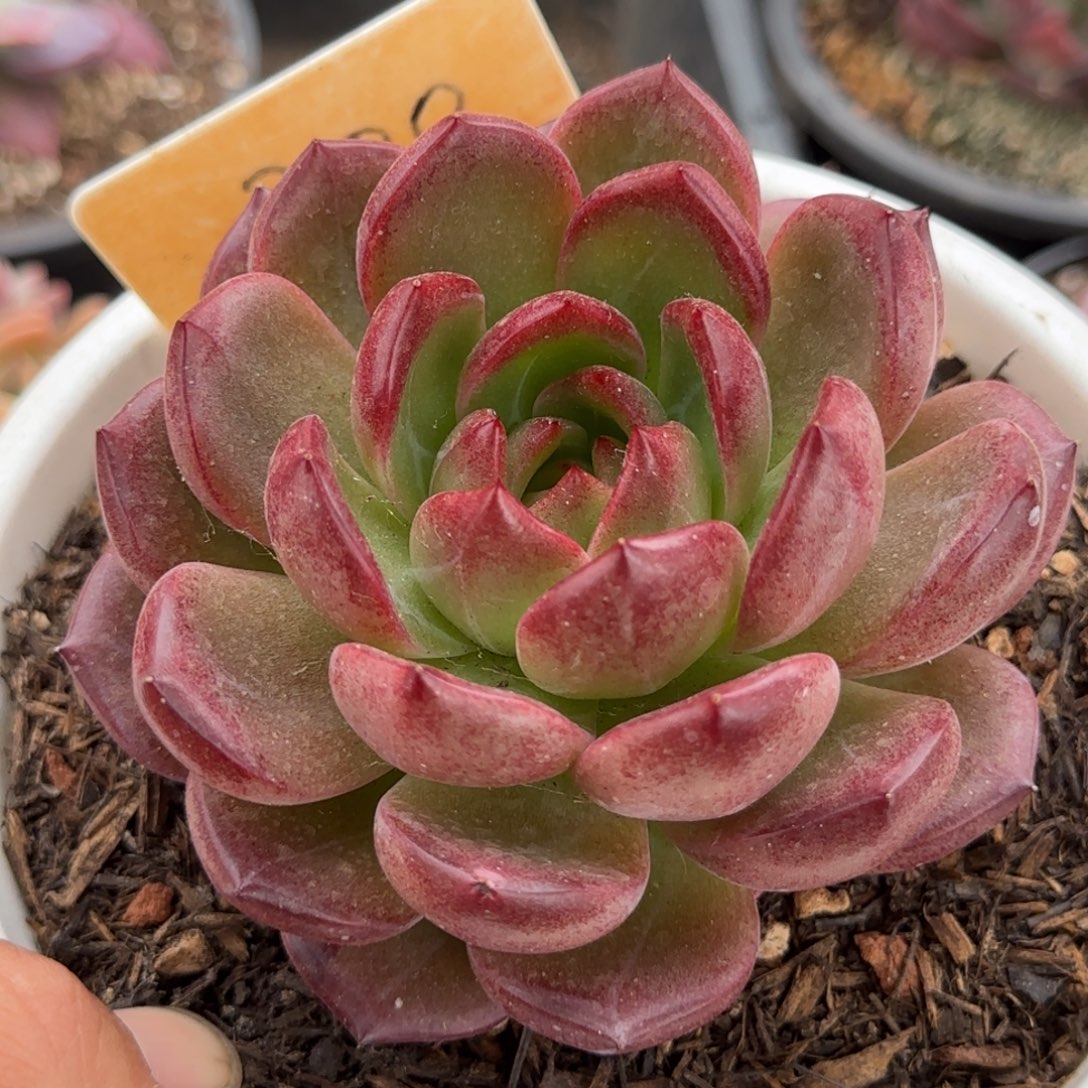 夜魔侠惊鸿一物一拍包装收缩花旱