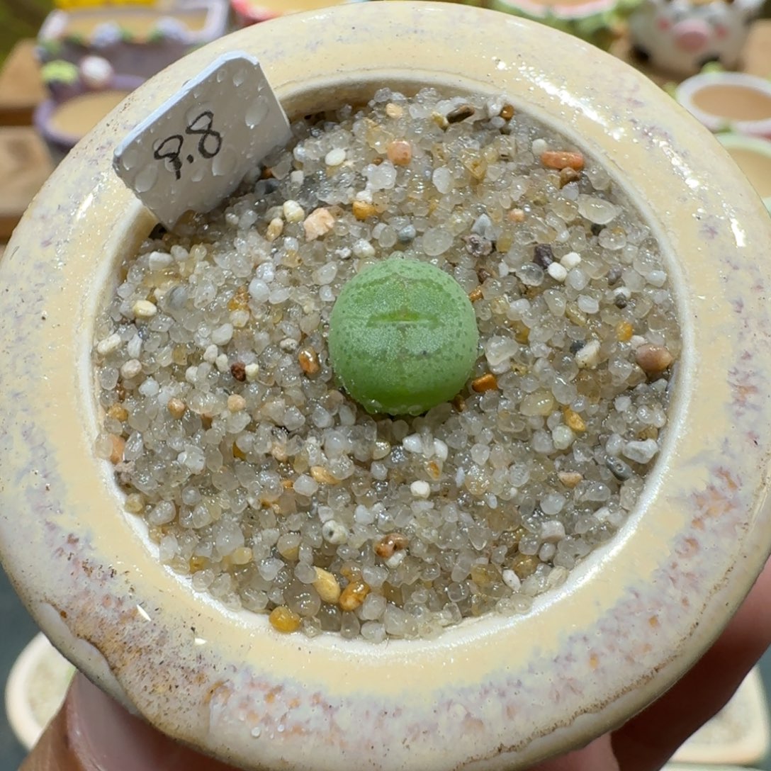 蘑菇1097猴脸多肉植物