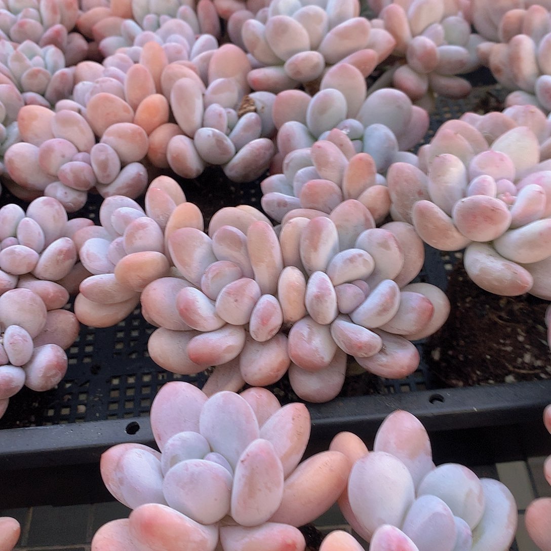 香水群老庄3567899990