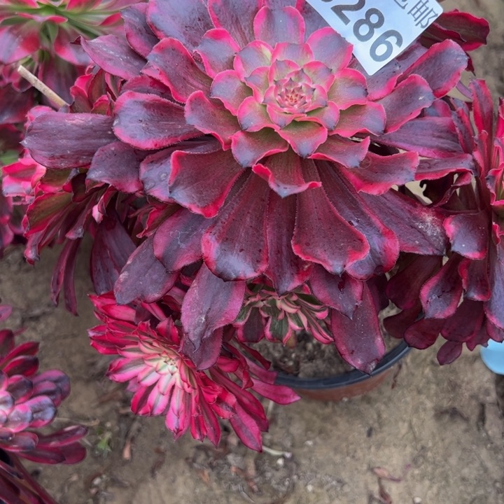 6276雪姬多肉植物